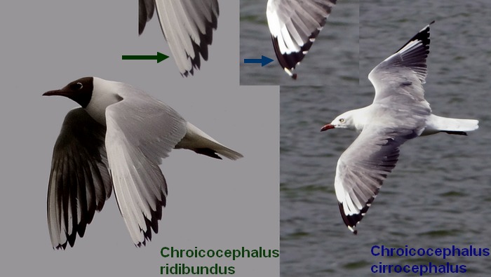Chroicocephaluscomparison1.JPG